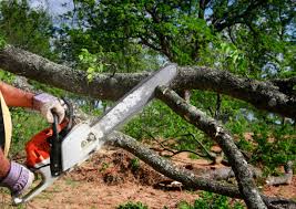 How Our Tree Care Process Works  in  Edmore, MI